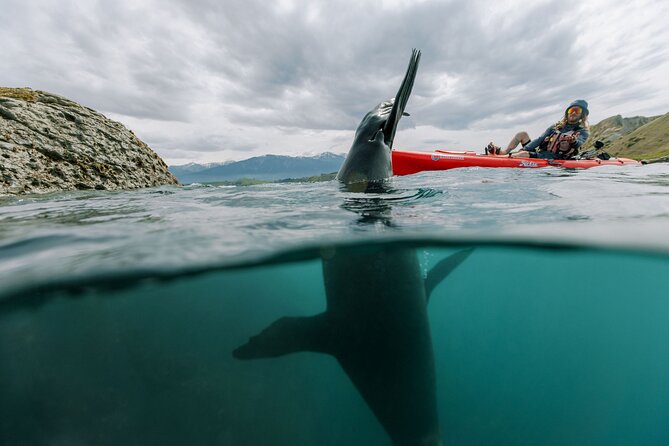 Seal Kayaking Adventure in Kaikoura - Practical stuff you should plan for before booking