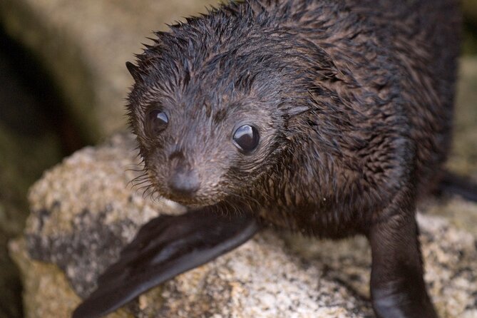 Seal Sanctuary Tour - Guided Kayaking - New Zealand - Key things to know before you go