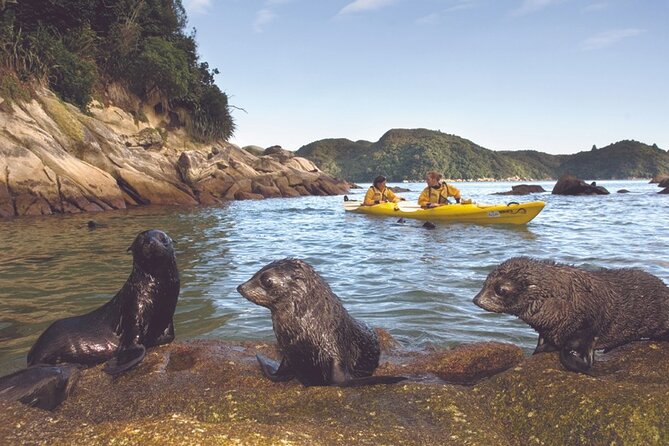Seal Sanctuary Tour - Guided Kayaking - New Zealand - Weather, safety risks, and what to pack