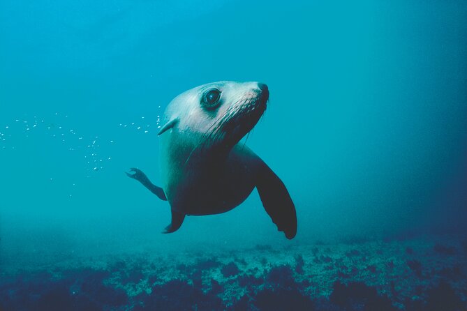 Seal Sanctuary Tour - Guided Kayaking - New Zealand - The water taxi crossing, why it matters for your day