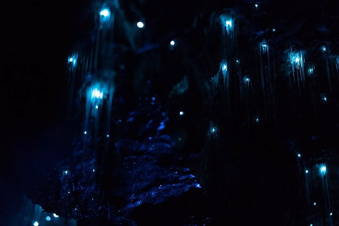 See Auckland's Secret Glow Worms - Secret Glow Worms, No Long Drive From Auckland