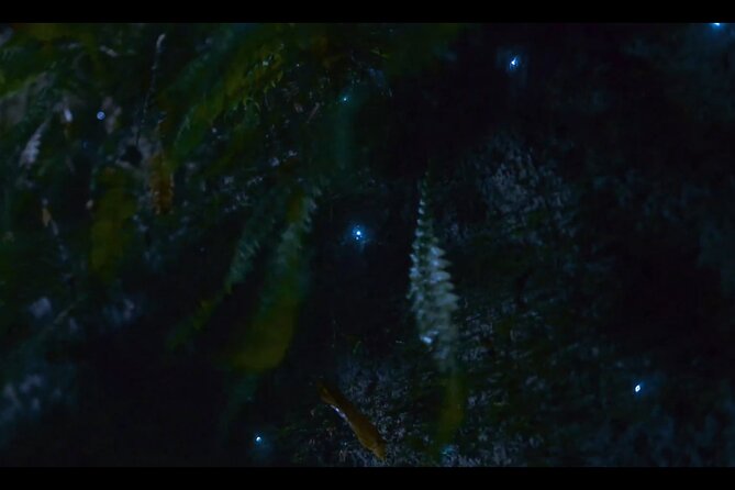See Auckland's Secret Glow Worms - Comfort and Accessibility: What to Tell the Operator