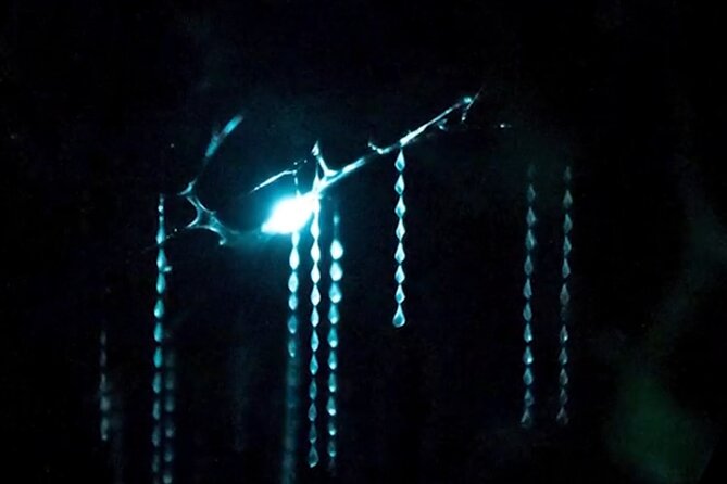 See Auckland's Secret Glow Worms - What You Learn at the Glow Worm Dell (With Kate or Liz)