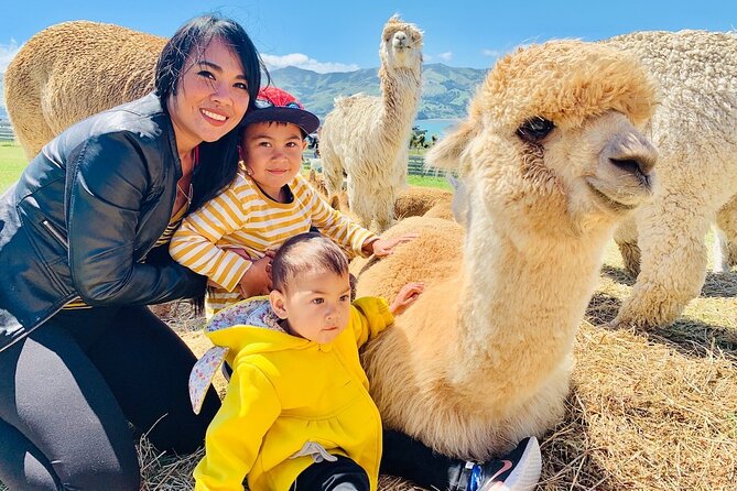 Shamarra Alpaca Farm Tours - Key points before you go