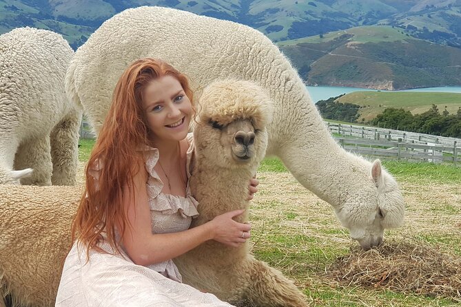 Shamarra Alpaca Farm Tours - Where Shamarra Alpacas Fits Into Akaroa (and Why It Works)