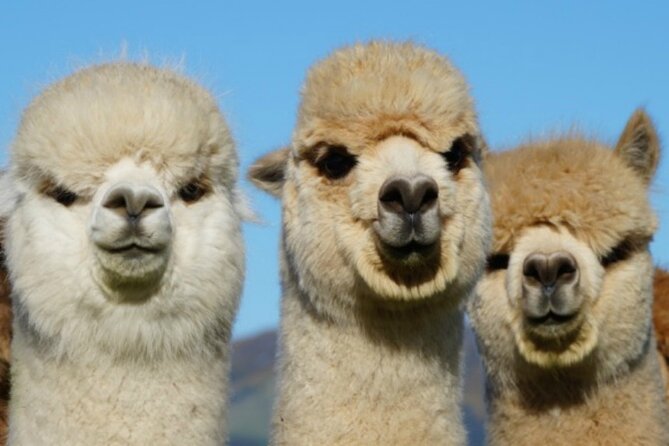 Shamarra Alpaca Farm Tours - Akaroa Harbour Views Are Not Just Background