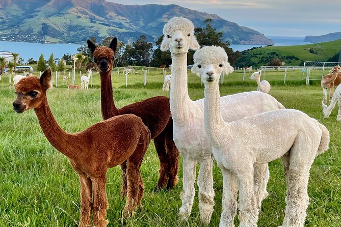 Shamarra Alpaca Farm Tours - Price and Value: Is $38.26 Worth It?