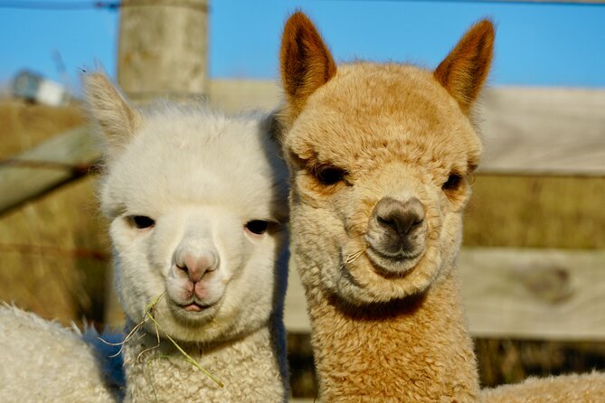 Shamarra Alpaca Farm Tours - Transport and Arrival: The One Thing to Plan First