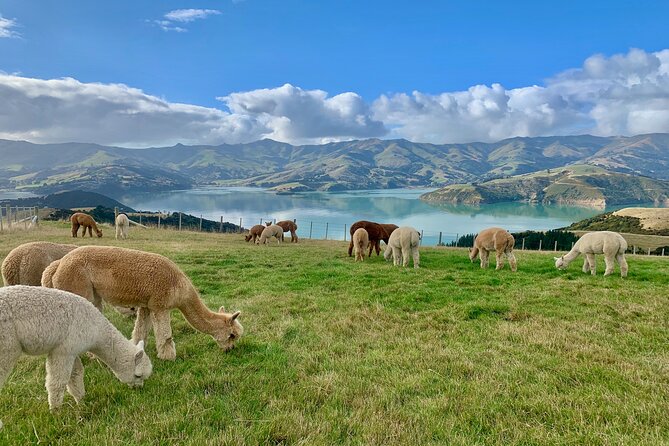 Shamarra Alpaca Farm Tours - Rain, Weather, and How to Stay Comfortable