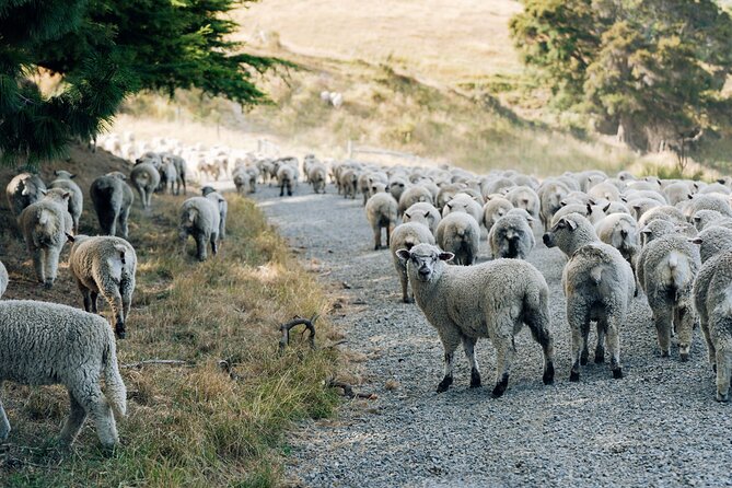 Sheep Farm Day Trip from Christchurch + Lunch and Winery visit. - Price and value: what you actually pay for at $183.07