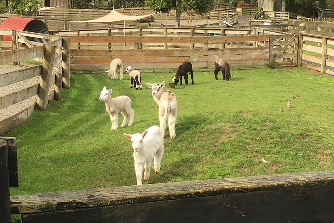 Sheep World Country Tour from Auckland - Key things I’d plan for before you go