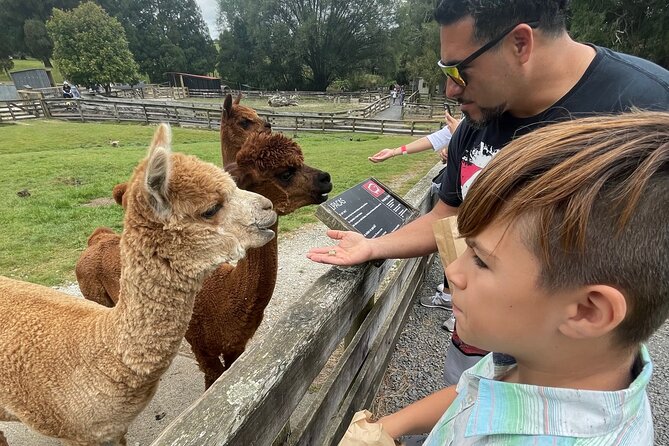 Sheep World Country Tour from Auckland - Why this Sheep World day trip works well from Auckland