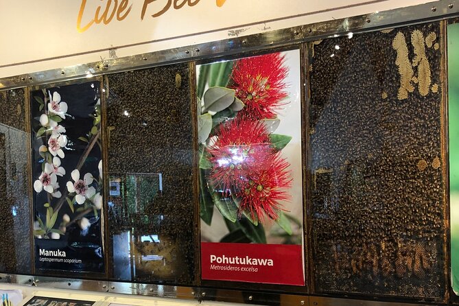 Sheep World Country Tour from Auckland - Honey Centre Warkworth: live bees and short tastings that feel structured