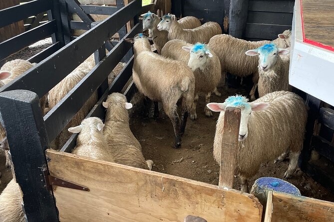 Sheep World Country Tour from Auckland - About the guides: what good leadership looks like on this tour
