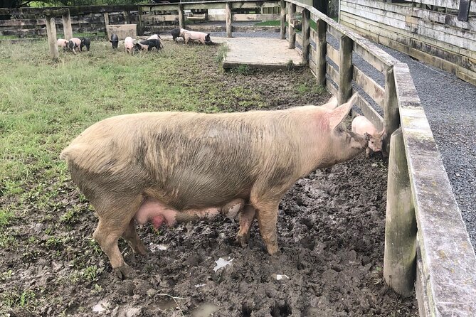 Sheep World Country Tour from Auckland - The countryside route: beach stops, Kauri trees, and why the drive is part of the day