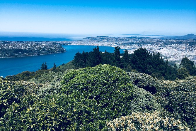 Shore Excursion: Dunedin City, Otago Peninsula, Castle Gardens & Olveston Tour - Olveston Historic Home: the early 1900s story you can walk through