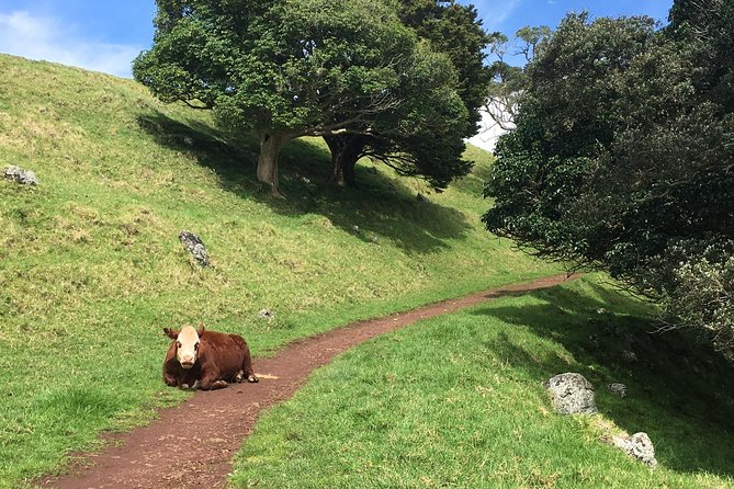 Shore Excursion: Half-Day Auckland Volcanoes Tour - Pacing, Transport, and Why the Morning Works