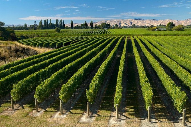Shore Excursion Marlborough Wine Region Tour from Picton - Key things to know before you go
