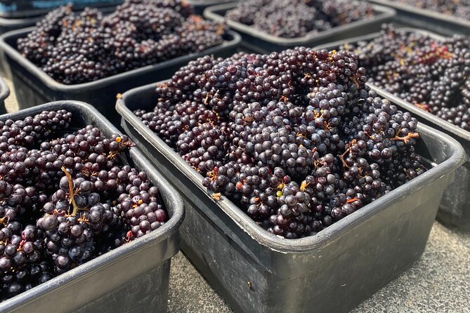 Sip & Savour through Waiheke Island (11 guests max) - Three vineyards and what those tastings should do for you