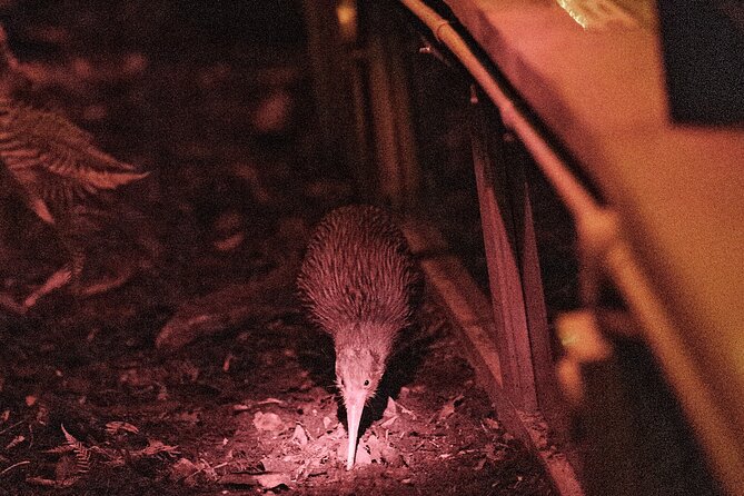 Skip the Line: Franz Josef Wildlife Center Ticket with Optional Backstage Pass - Why this Franz Josef Wildlife Centre visit fits so well