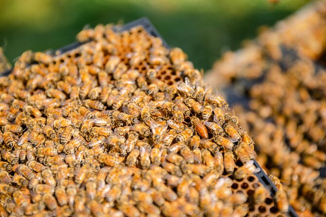 Small-Group Beekeeping Experience in Tauherenikau - Timing, meeting point, and what to plan for