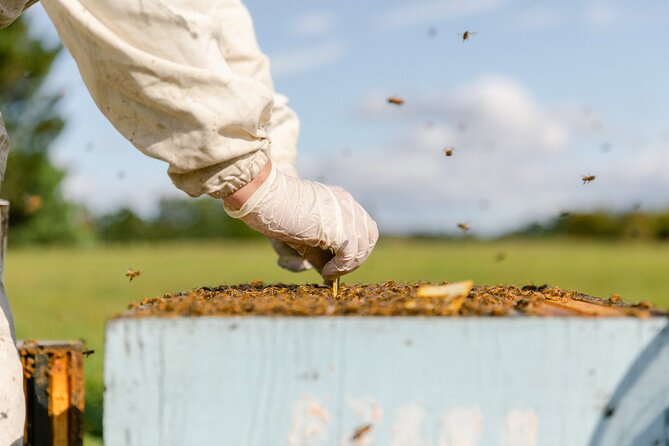 Small-Group Beekeeping Experience in Tauherenikau - Optional add-ons: native trees or make-your-own honey