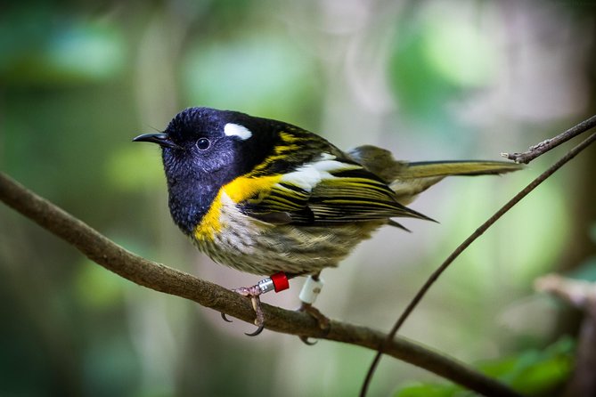 Small Group Daytime 2-Hour Eco Wildlife Tour at Zealandia - Practical tips that make your tour smoother (and better)