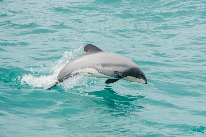 Small group guided sea kayaking in Akaroa marine reserve - Price and value: what $83.78 includes
