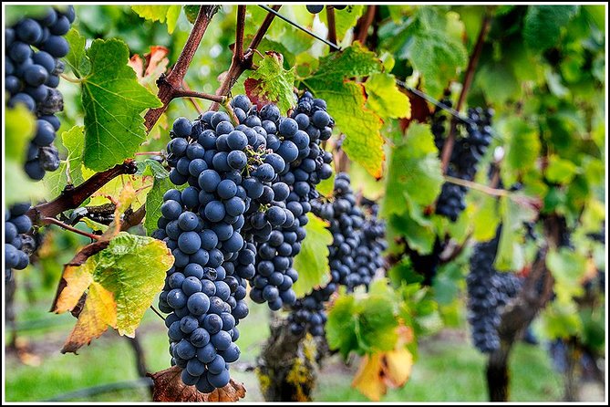 Small Group - Half-Day Hawke's Bay Winery Tour - Hawke’s Bay makes sense for a half-day wine plan