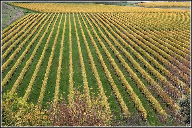 Small Group - Half-Day Hawke's Bay Winery Tour - Getting from Napier to four wineries without the hassle