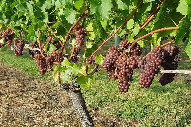 Small-Group Kumeu Wine Country Tour with Wine Tastings & Lunch - Quick take
