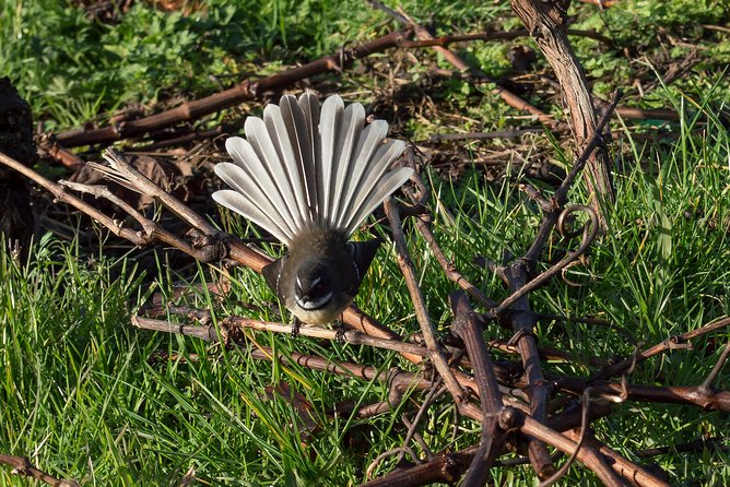 Small-Group Kumeu Wine Country Tour with Wine Tastings & Lunch - Food, Wine, and the Pace: How This Half-Day Actually Feels