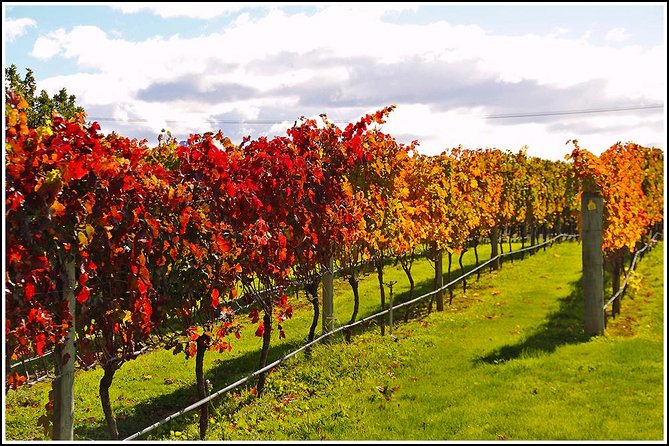 Small group - Napier Premium Wineries+ Beer tour -5.0 - 5.5 hours - A half-day wine-and-beer route that keeps Napier easy