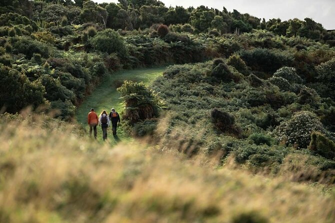Stewart Island Guided Wilderness Walk - Wildlife and sea lions: how to maximize sightings without stressing