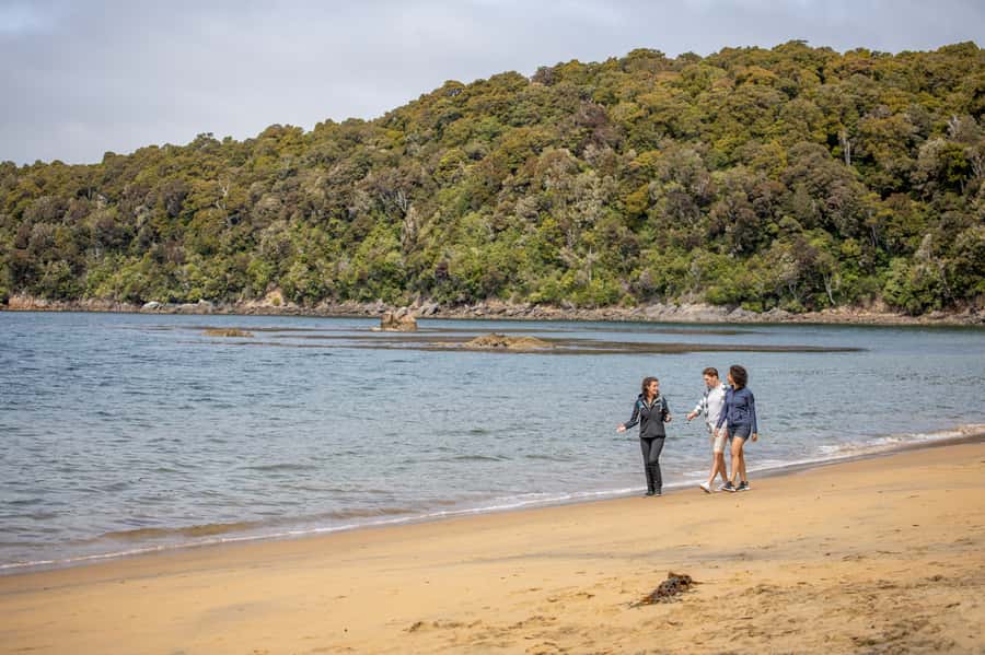 Stewart Island: Ulva Island Guided Wilderness Walk & Cruise - Wildlife Spotting: Seals, Penguins, and the Birds That Matter