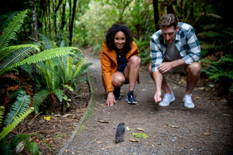Stewart Island: Ulva Island Guided Wilderness Walk & Cruise - Price and Value at $86 per Person