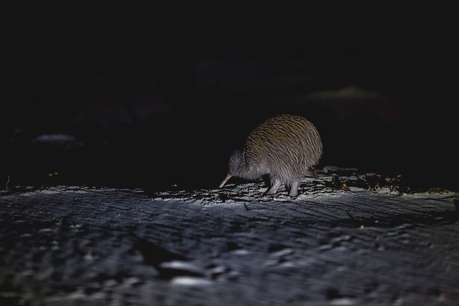 Stewart Island: Wild Kiwi Experiences - The pre-sunset sea cruise: your wildlife warm-up