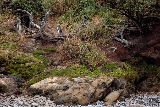 Stewart Island: Wild Kiwi Experiences - Oneke and The Neck: where kiwi time meets culture