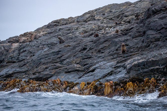 Stewart Island: Wild Kiwi Experiences - How to maximize your odds without stressing the wildlife