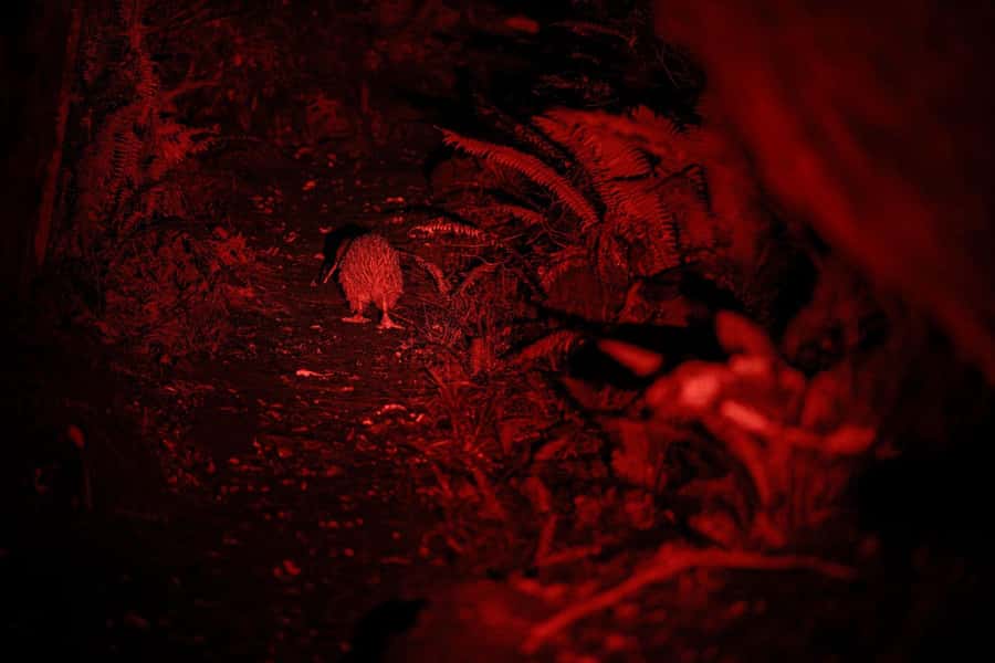 Stewart Island: Wild Kiwi Experiences - What you’ll likely see besides kiwi