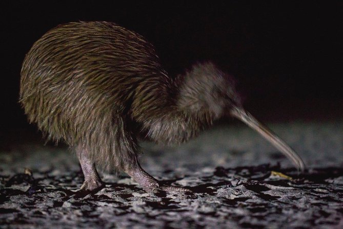 Stewart Island: Wild Kiwi Experiences - Getting to Oban and timing your evening