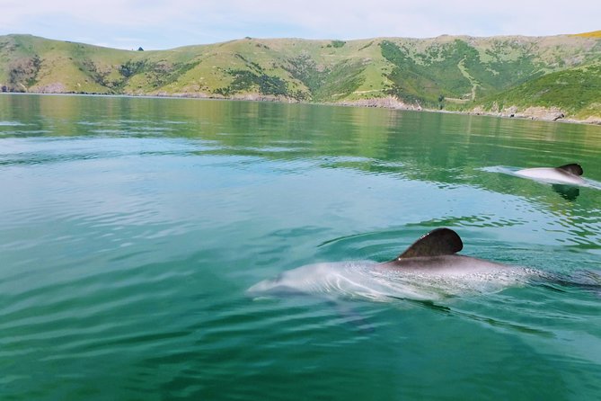 Sunrise wildlife sea kayaking in Akaroa marine reserve - Key things to know before you paddle