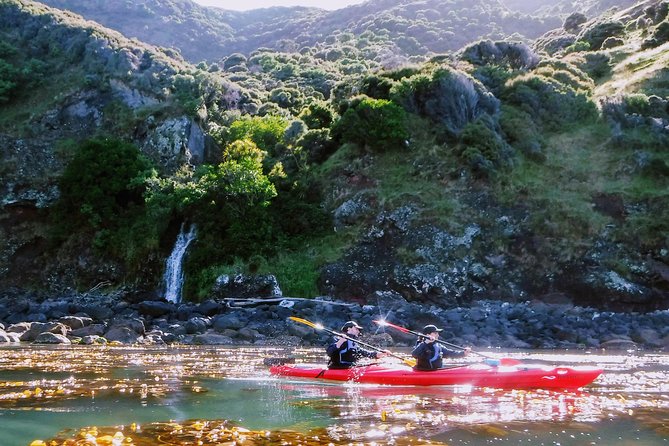 Sunrise wildlife sea kayaking in Akaroa marine reserve - What Wildlife Spotting Feels Like (When the Boat Is Quiet)