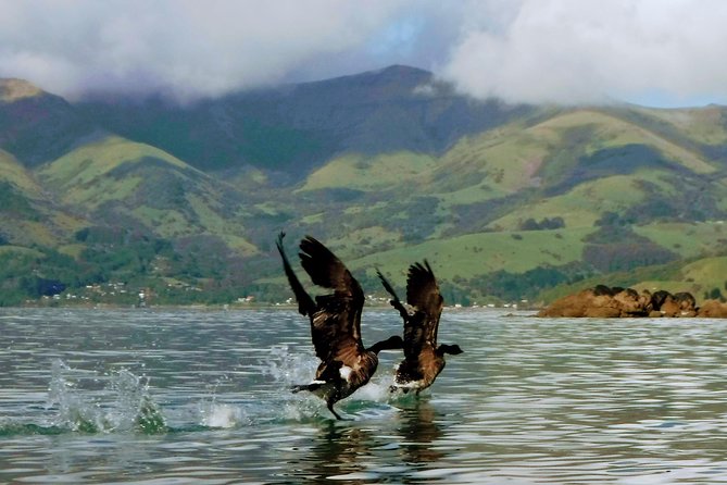 Sunrise wildlife sea kayaking in Akaroa marine reserve - Timing and Logistics That Matter More Than You Think