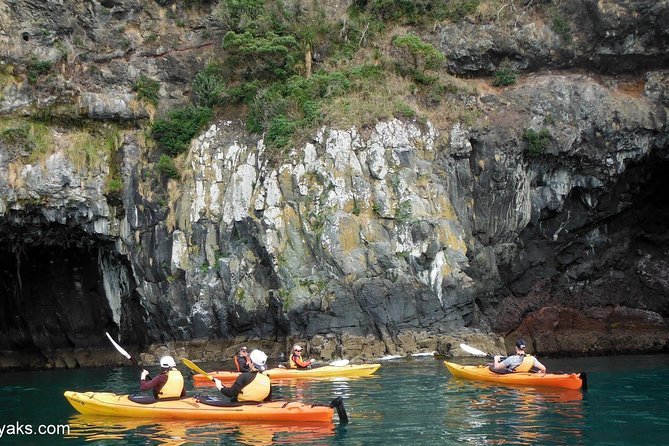 Sunrise wildlife sea kayaking in Akaroa marine reserve - 7:30 am to 10:30 am: The Tour Flow You’ll Actually Feel
