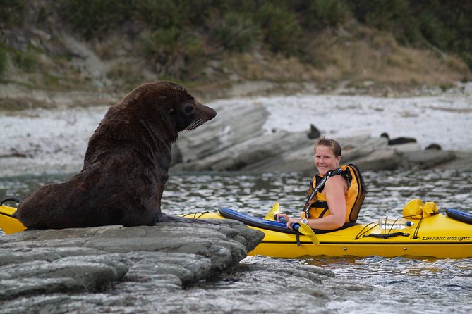 Sunset Evening Kayaking Tour - Kaikoura - Peninsula Seal Colony: Watching Fur Seals Without Interrupting Them