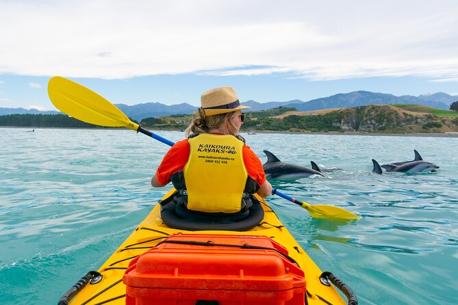 Sunset Evening Kayaking Tour - Kaikoura - Wildlife Chances: Fur Seals First, Dolphins When the Water Co-operates