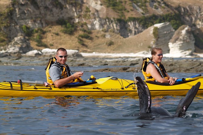 Sunset Evening Kayaking Tour - Kaikoura - Price and Value: Is Around $99 Worth It?
