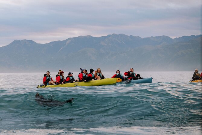 Sunset Kayak tour in Kaikoura - Pedal power makes Kaikoura wildlife viewing feel easy