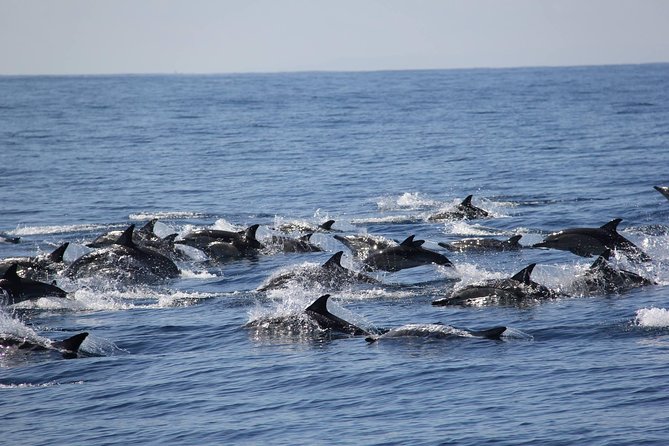 Swim With Wild Dolphins in Tauranga - Key Things to Know Before You Go